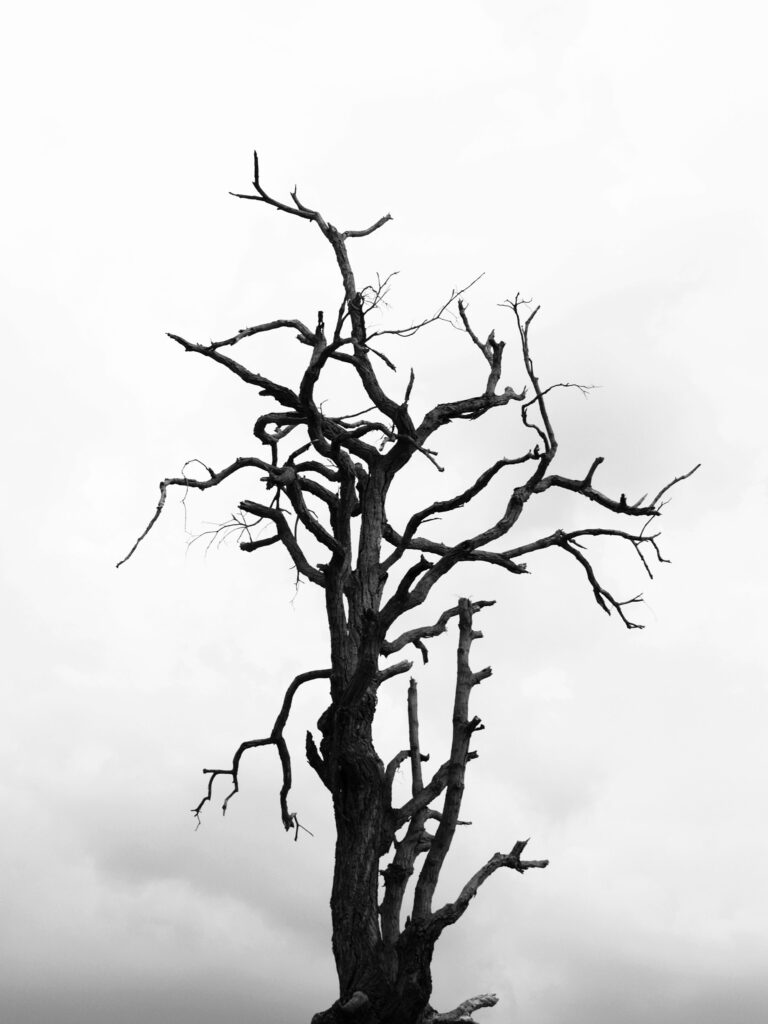 A black and white photo of a dead tree, brought to life with Deep Nostalgia.