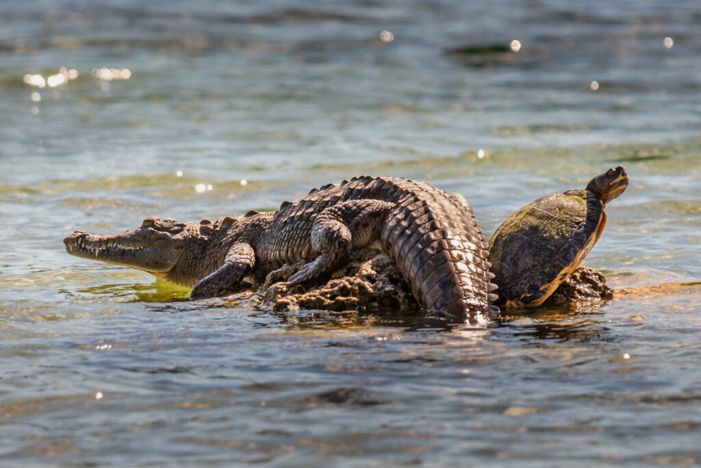 A crocodile and a turtle rest on a rock in the middle of the water, reminiscent of a serene moment in the Everglades.