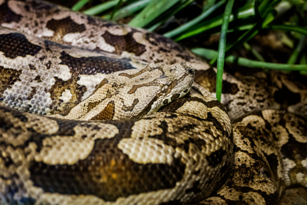 Close-up of a coiled snake with brown and tan scales, blending into the surrounding grass, reminiscent of those found during snake hunting in the Everglades.