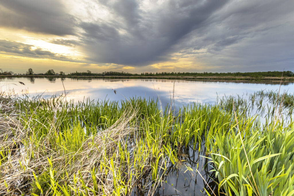 A calm lake in the Everglades, with tall grass and vegetation in the foreground, reflects a cloudy sky during sunset, creating an ideal setting for snake hunting.