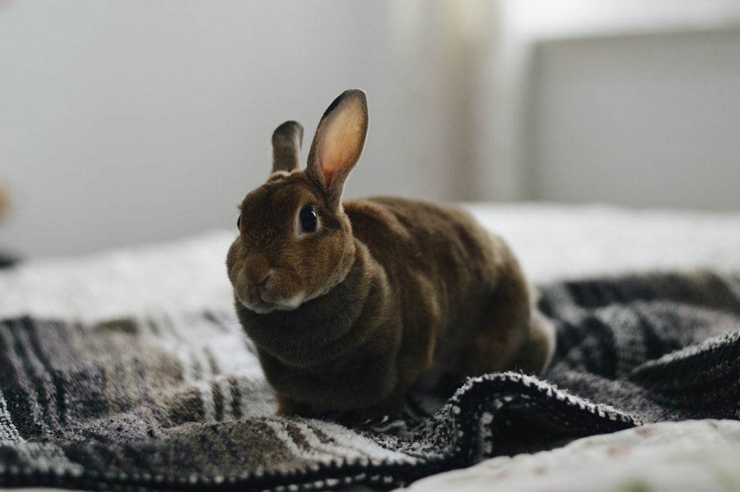 Photo pet rabbit