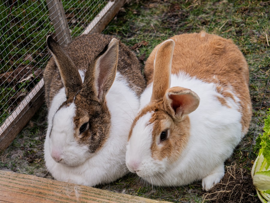 Photo pet rabbit