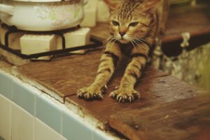 Photo wash cat safely