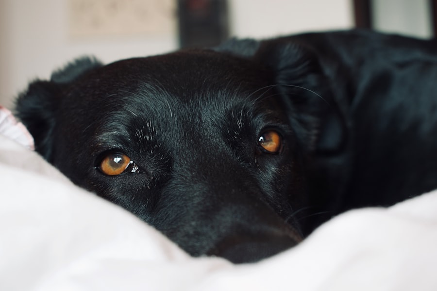 Dog Anxiety