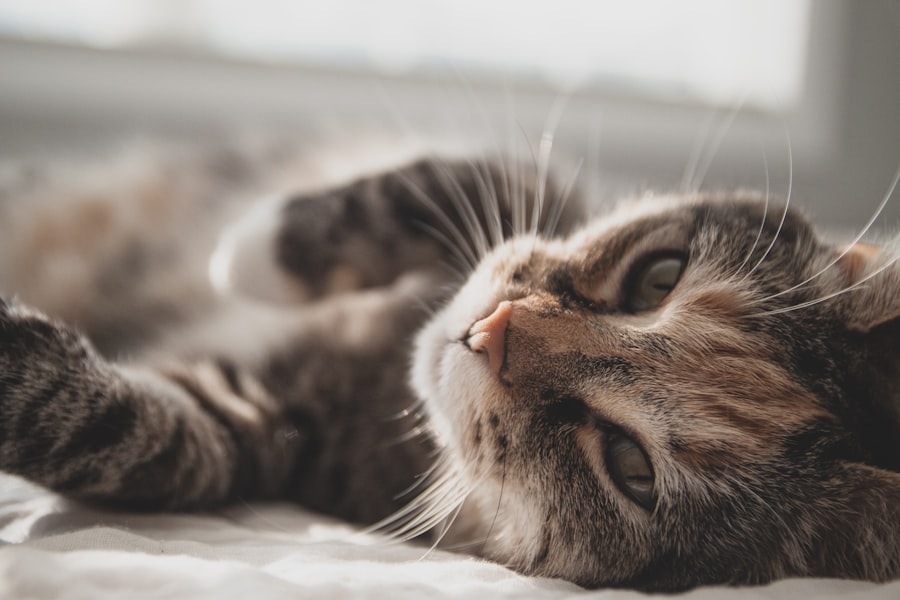 healthier cat