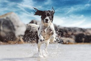 Photo dog live longer and healthier