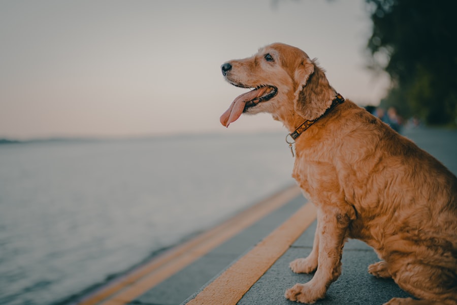 Photo dog live longer and healthier
