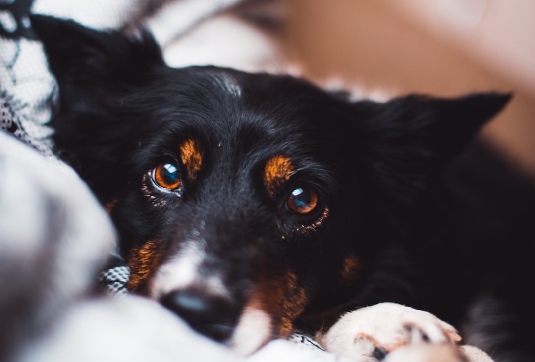 Photo Dog Anxiety