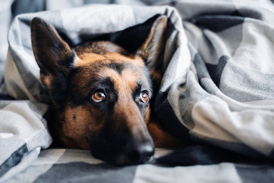 Photo Dog Anxiety
