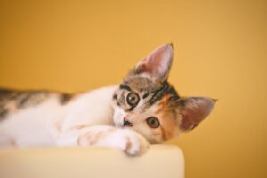 Photo healthier cat