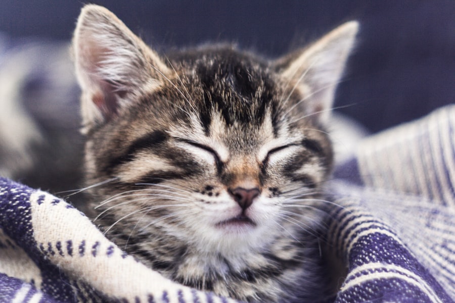 Photo healthier cat