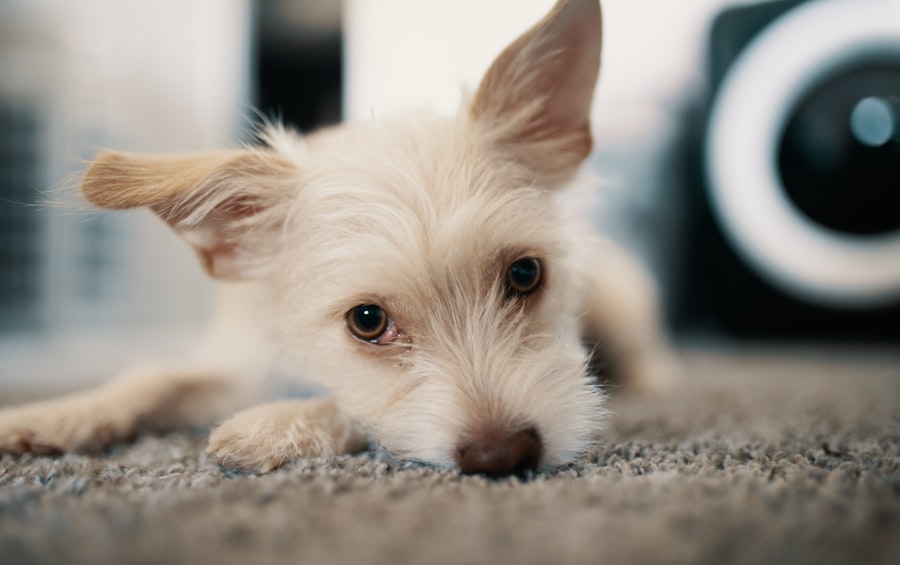 Pet cameras