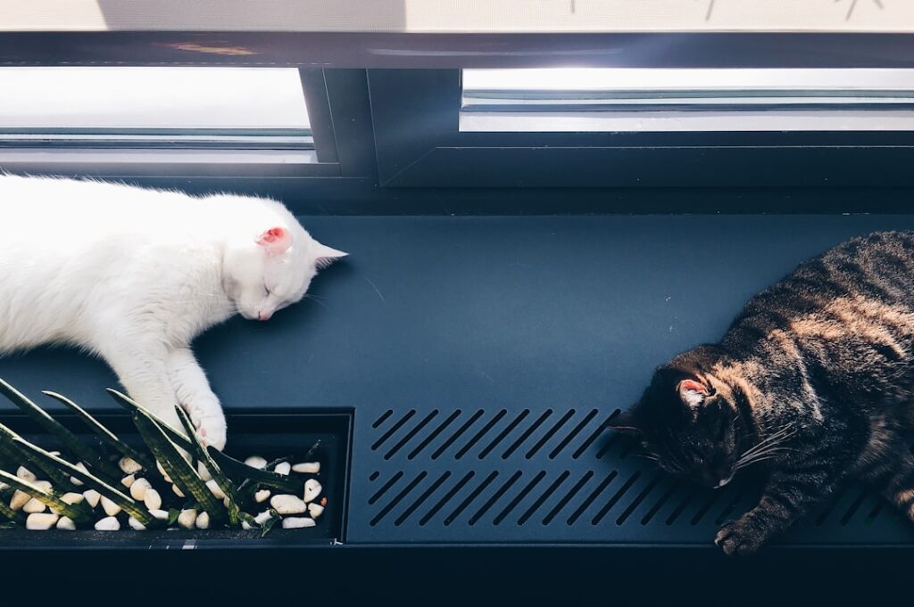 Photo Automatic pet feeders