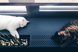 Photo Automatic pet feeders