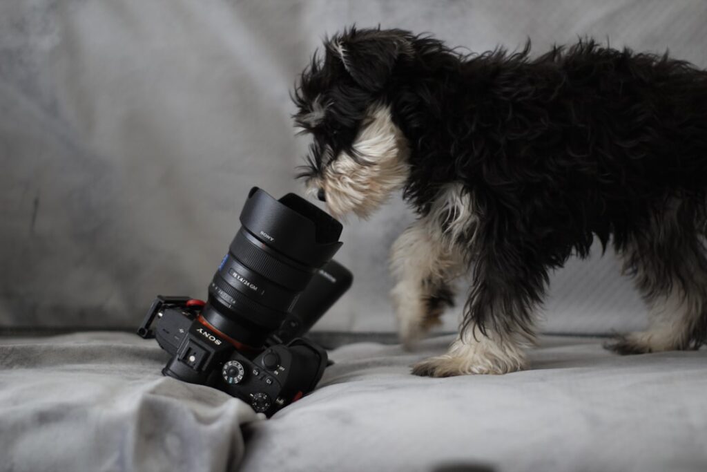 Photo Pet cameras