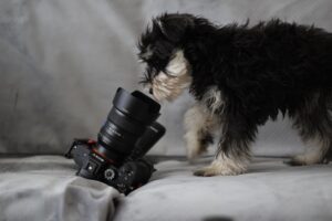 Photo Pet cameras