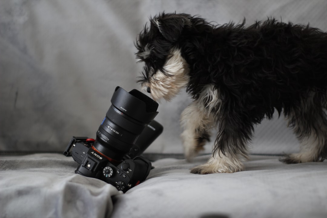 Photo Pet cameras