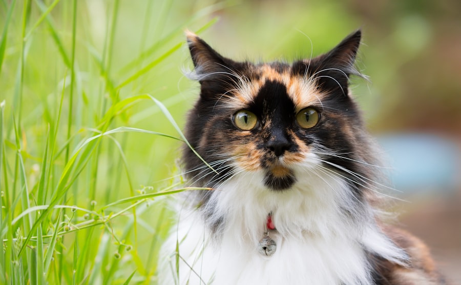 Photo Pet cameras