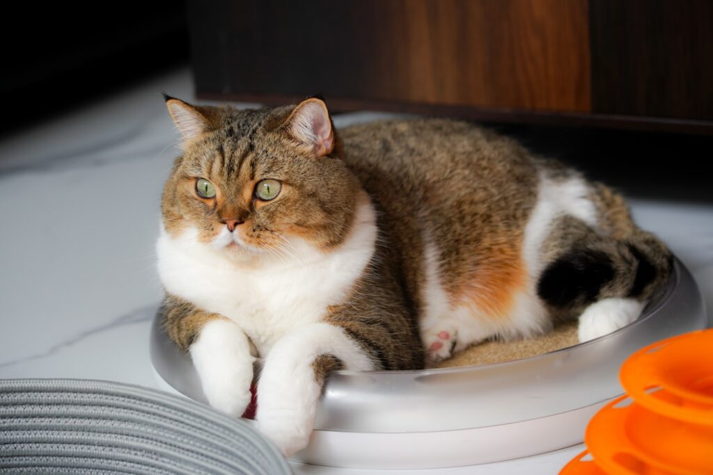 Photo Self Cleaning litter boxes